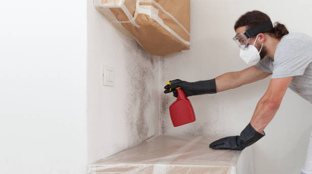 Professional Black Mold Remediation technician working in Levittown, PA