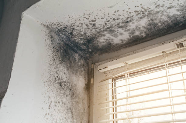 Affordable Black Mold Remediation solutions in Levittown, PA